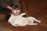 BOULEDOGUE DRANCAIS ET CHAT 010
